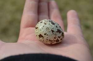 japansk vaktel jumbo ägg