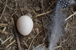 Fjäder och ägg Hjälmpärlhöna